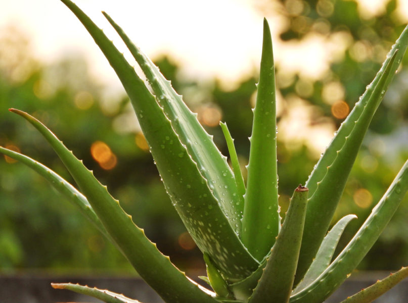 Echte Aloe Vera erkennen - Diese Merkmale sind typisch