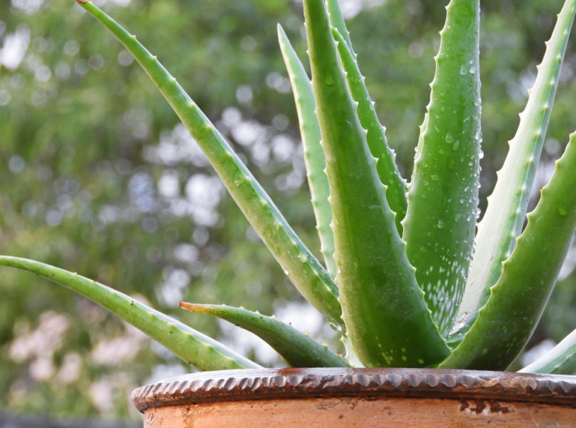 Aloe Vera bekommt braune Flecken Das können Sie dagegen tun