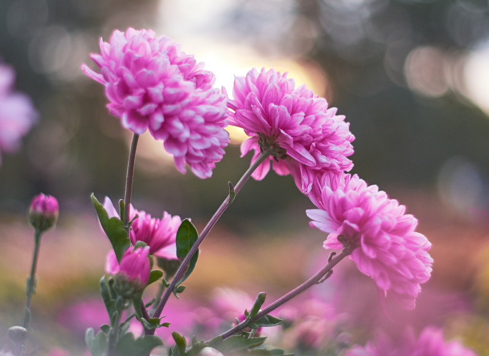 Chrysanthemen Wann beginnt eigentlich die Blütezeit?