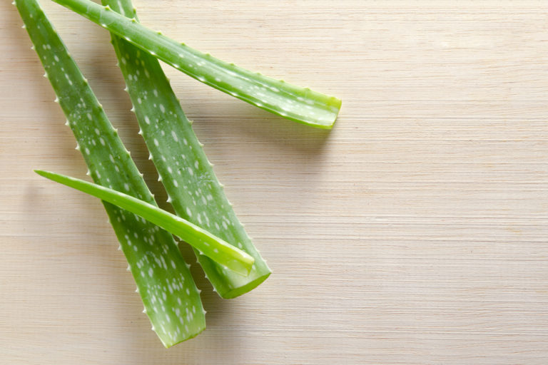 Echte Aloe Vera erkennen - Diese Merkmale sind typisch