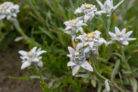 edelweiss-pflanzen