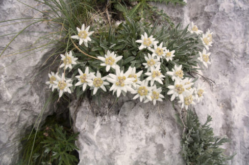 edelweiss-winterhart