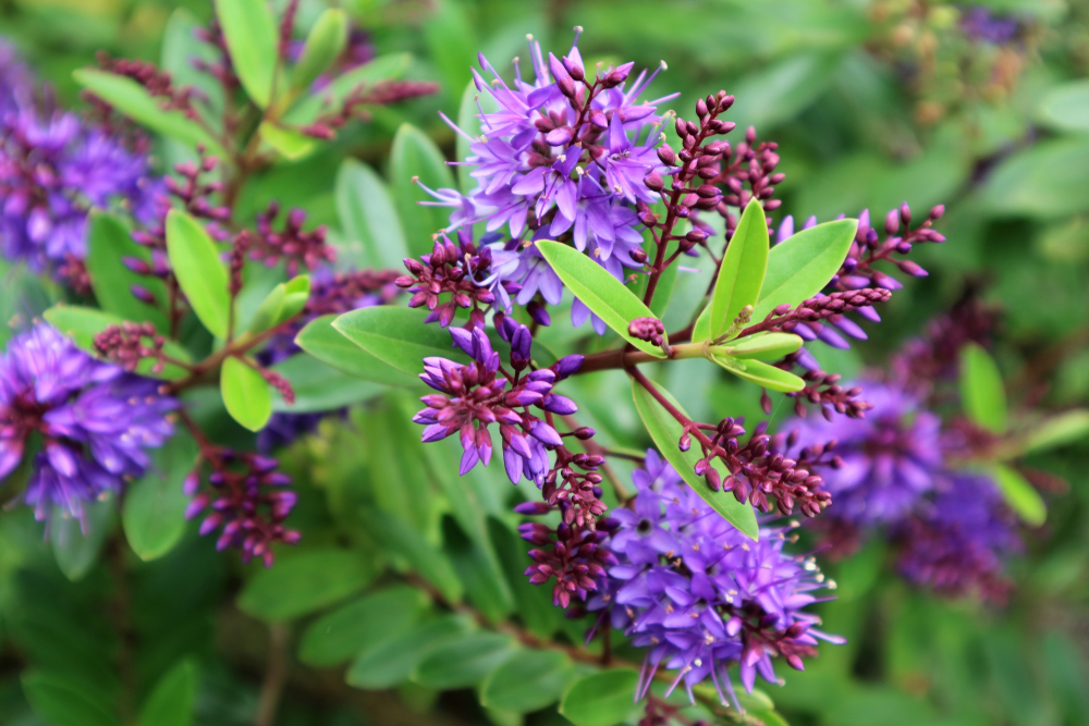 Hebe addenda Ist diese Pflanze auch winterhart?