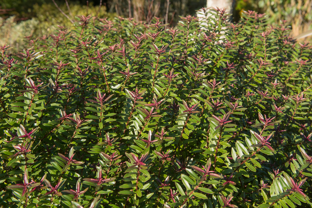 Strauchveronika im Garten So pflegen Sie die Staude richtig