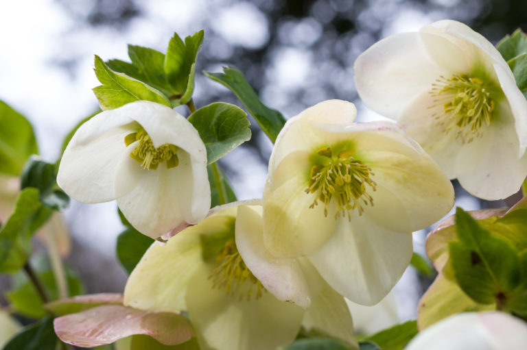 Christrose teilen So gelingt Ihnen die Vermehrung richtig