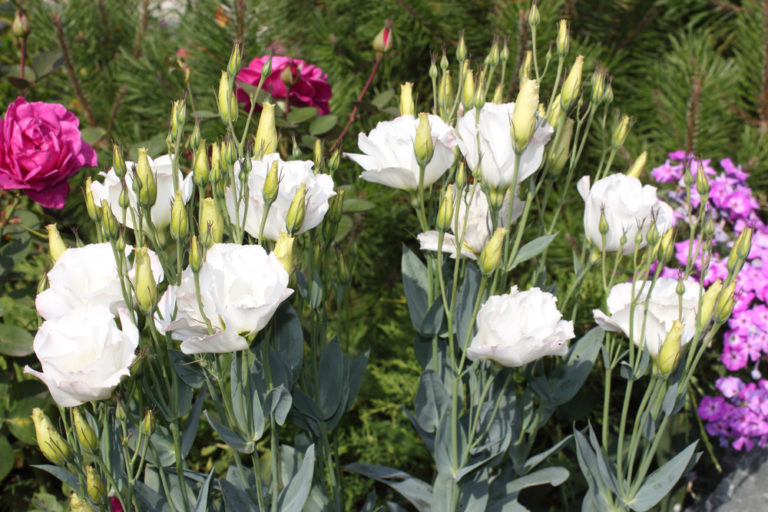 Eustoma für den Garten So gelingt Sie auch im Freien
