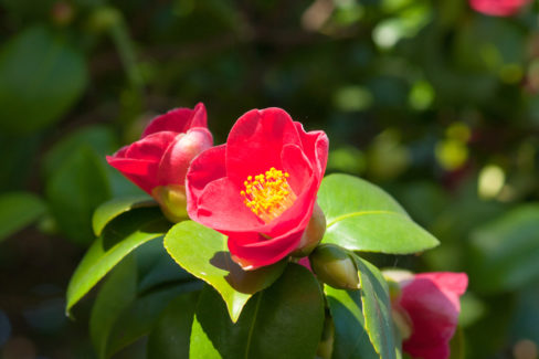 camellia-japonica-standort