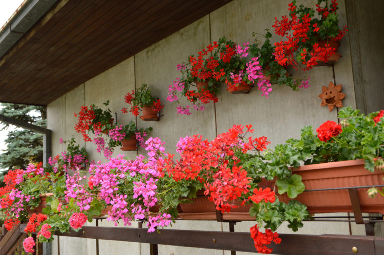 Geranien mit anderen Blumen pflanzen Diese Sorten sind