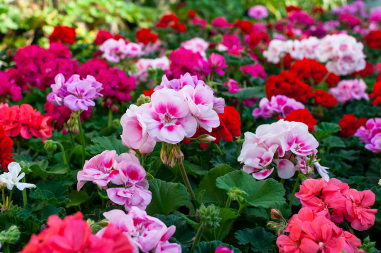 Geranien mit anderen Blumen pflanzen Diese Sorten sind