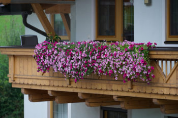Geranien ins Freie holen Ab wann ist das möglich?