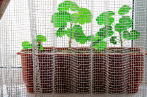 Geranien im Blumenkasten überwintern - Geht das?