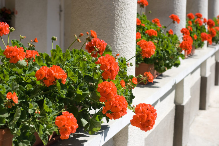 Geranien mit anderen Blumen pflanzen Diese Sorten sind