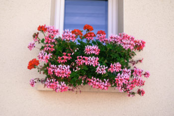 Geranien mit anderen Blumen pflanzen Diese Sorten sind