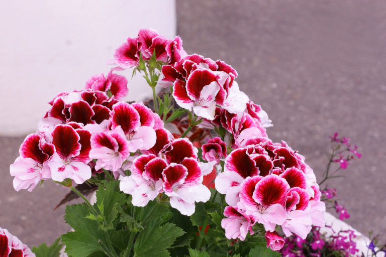 Hängegeranien Diese Sorten werden typischerweise unterschieden