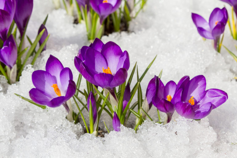 Krokus In diesen verschiedenen Farben leuchtet die Blüte
