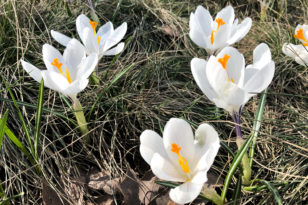 Krokus Wann beginnt und endet die Blütezeit regulär?