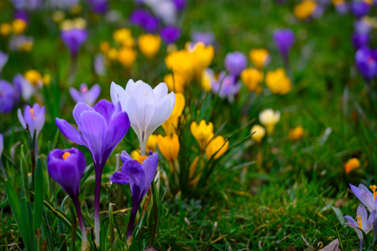 Krokus Wann beginnt und endet die Blütezeit regulär?