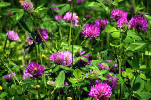 rotklee-und-seine-bl-tezeit-wann-bl-hen-die-pinken-wiesenfelder