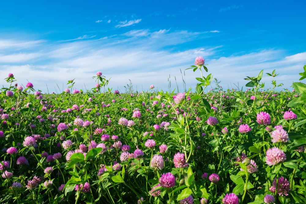 rotklee-und-seine-bl-tezeit-wann-bl-hen-die-pinken-wiesenfelder