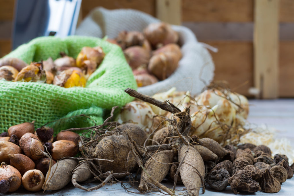 Dahlien ohne Keller überwintern » Wohin mit den Knollen?