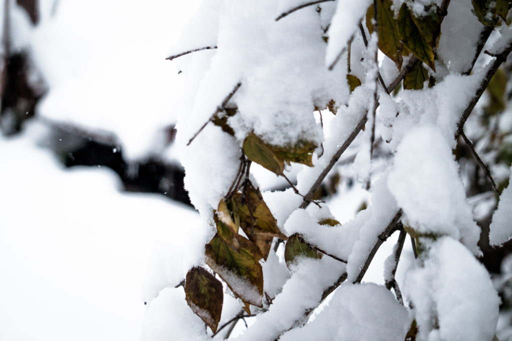39+ Jasmin Überwintern Zurückschneiden, Ob echter jasmin (jasminum