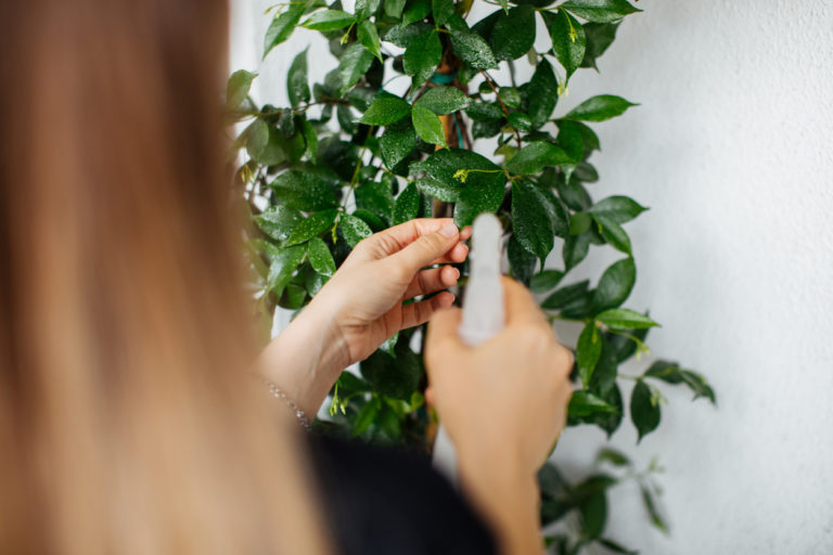 Jasmin im Topf überwintern » So gelingt das Vorhaben
