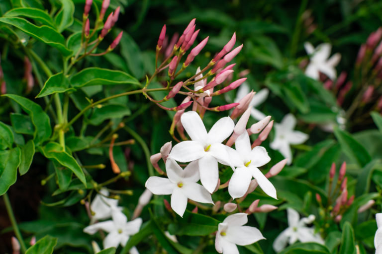When Does Jasmine Bloom Flowering Season Guide when-does-jasmine-bloom-flowering-season-guide