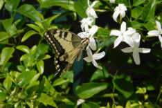 Die Blüte vom Jasmin » Zur Bedeutung der Blume