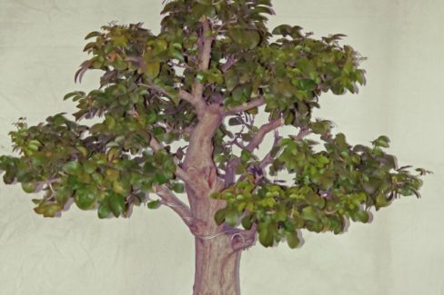 jasmin-bonsai