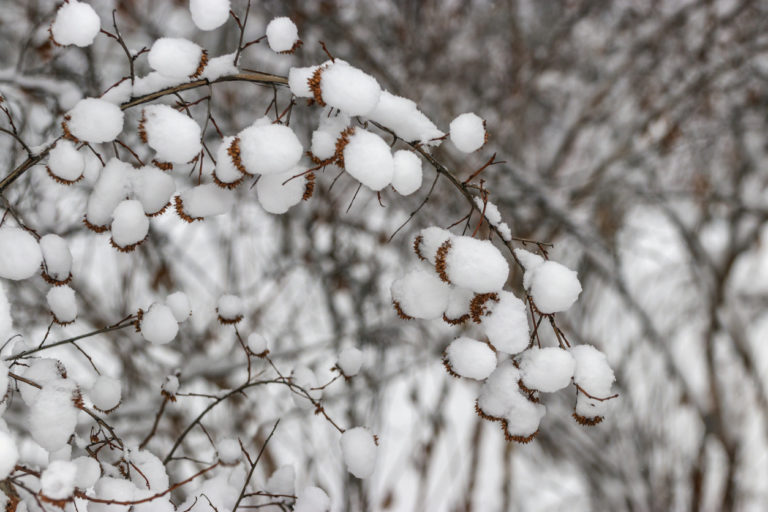 Jasmin draußen überwintern » Geht das überhaupt?