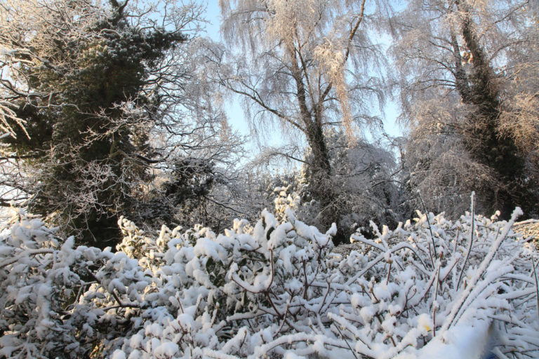 Welcher Jasmin ist winterhart? » Frostresistente Sorten