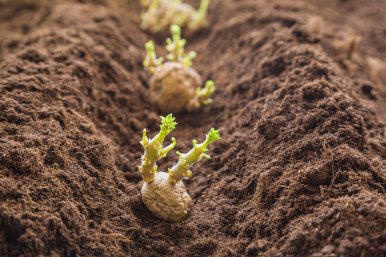 Kartoffeln anbauen - Von der Keimung bis zur Ernte