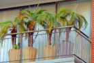 kokospalme-balkon
