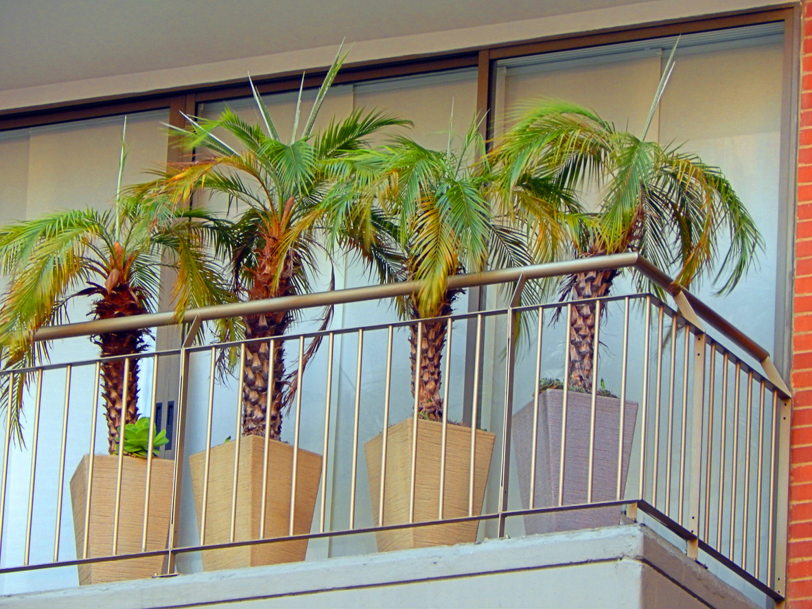 Kokospalme auf dem Balkon Sommerurlaub für die Palme