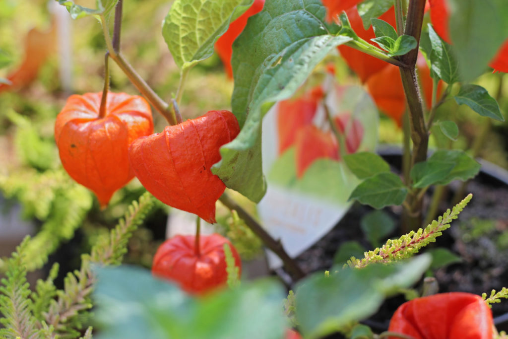 Stecklinge von der Physalis ziehen So wird's gemacht