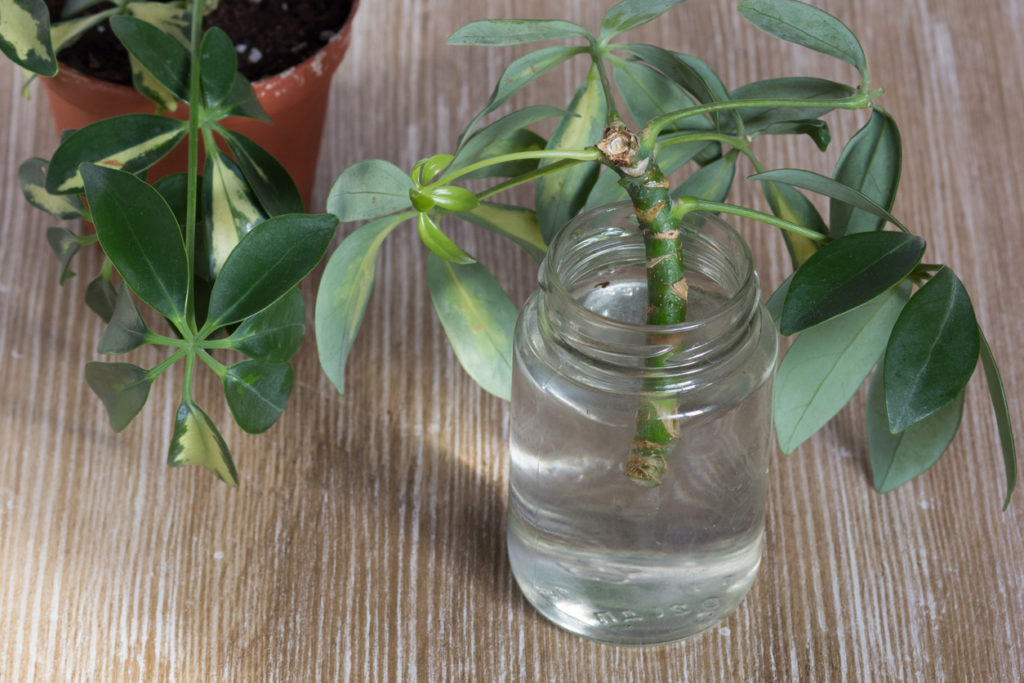 Ableger von Schefflera ziehen » So gelingt die Vermehrung