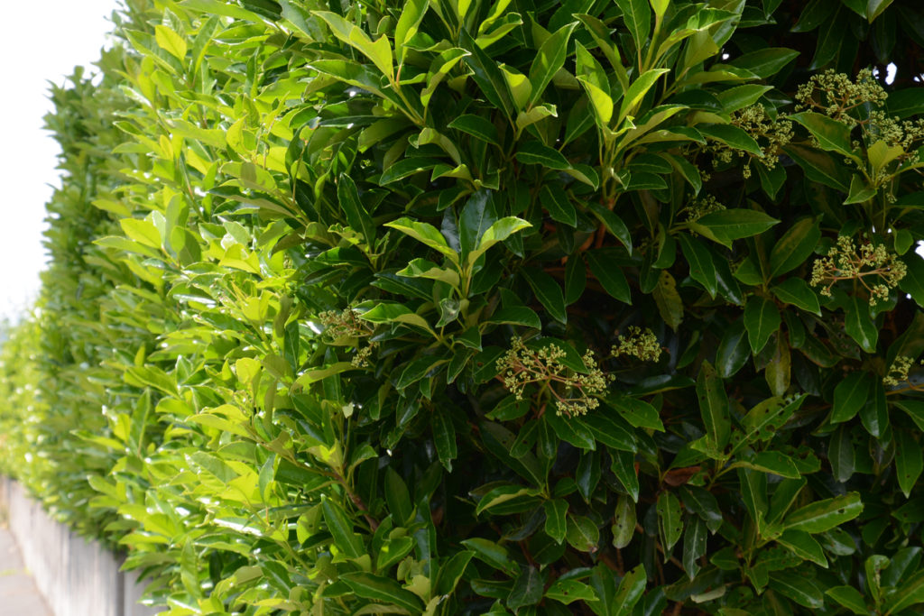 Der beste Standort für den Viburnum Tinus Wohin pflanzen?