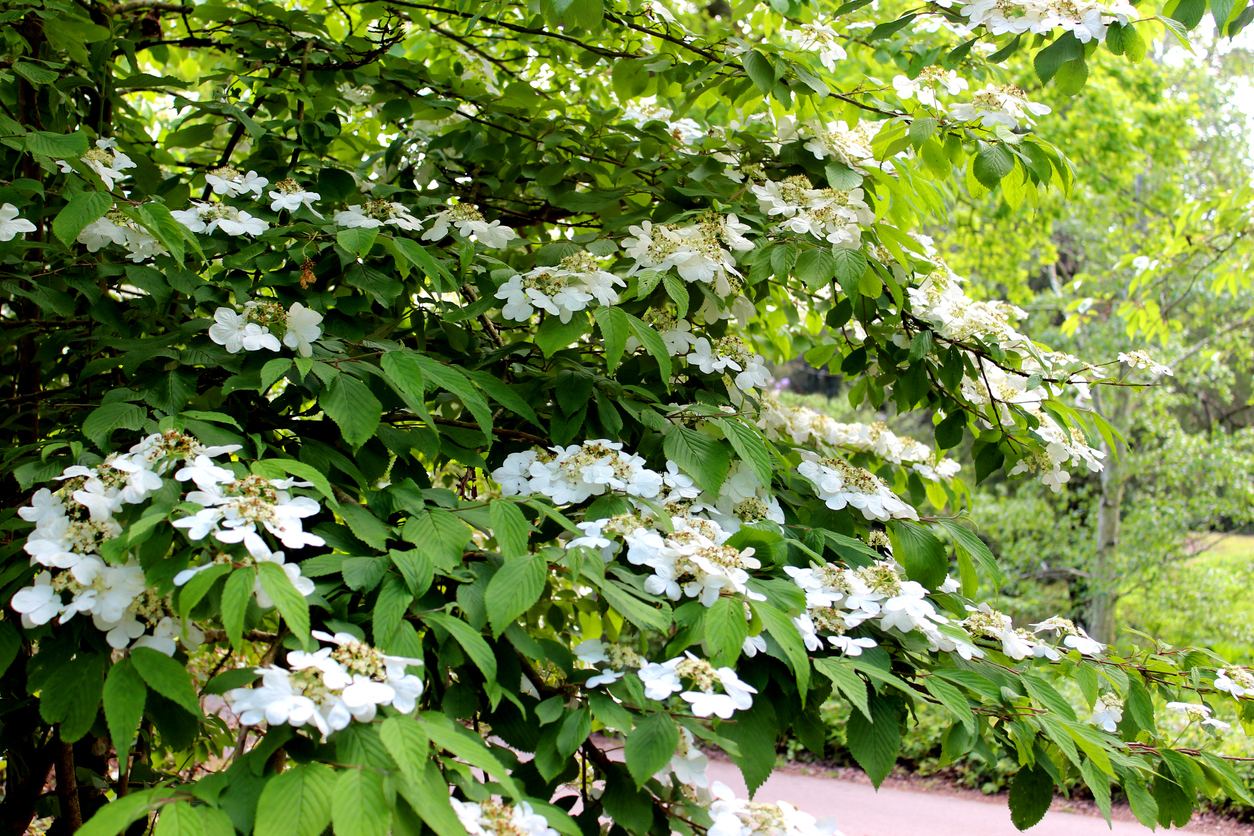 Der beste Standort für den Viburnum Tinus Wohin pflanzen?
