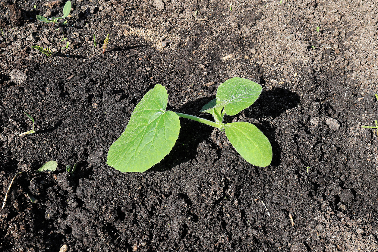 Zucchini düngen » Wann, womit und wie viel Dünger?