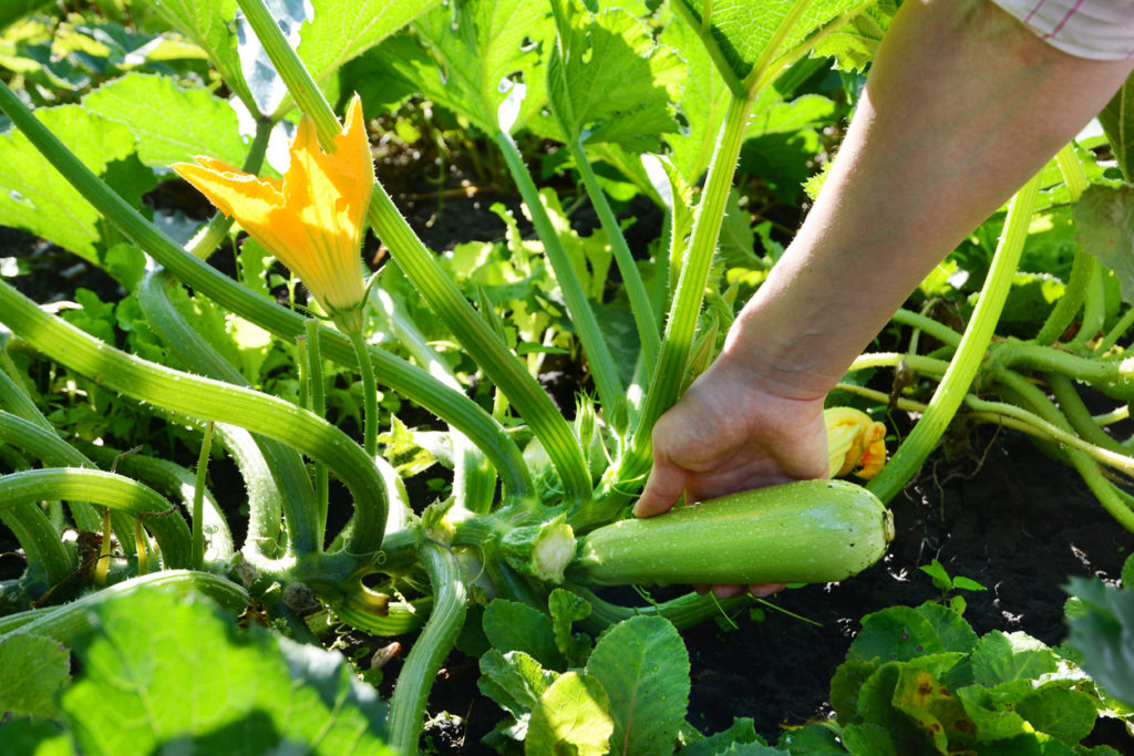 Wann Zucchini Vorziehen