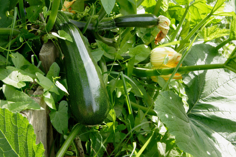 Zucchini pflanzen » So ziehen Sie leckere Früchte im Garten