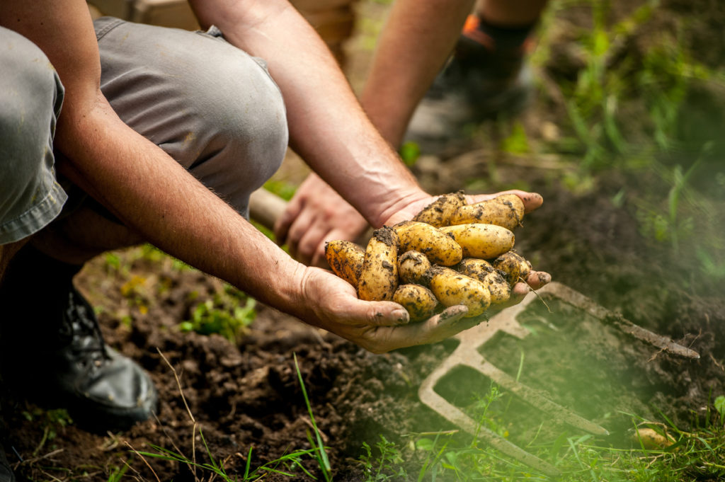 Kartoffeln Anbauen Von Der Keimung Bis Zur Ernte