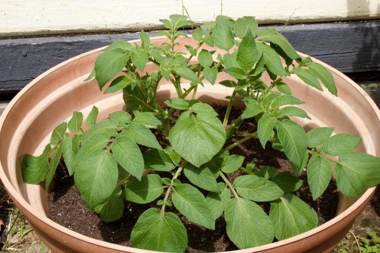 Kartoffeln auf dem Balkon pflanzen So gelingt der Anbau