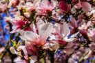 magnolie-steckbrief
