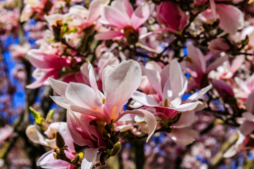 Magnolie für kleine Gärten Diese Sorten sind kleinwüchsig