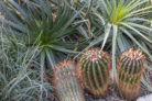 agave-kaktus