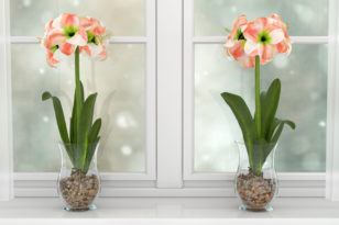 Amaryllis - So lagern Sie die empfindliche Zwiebeln richtig
