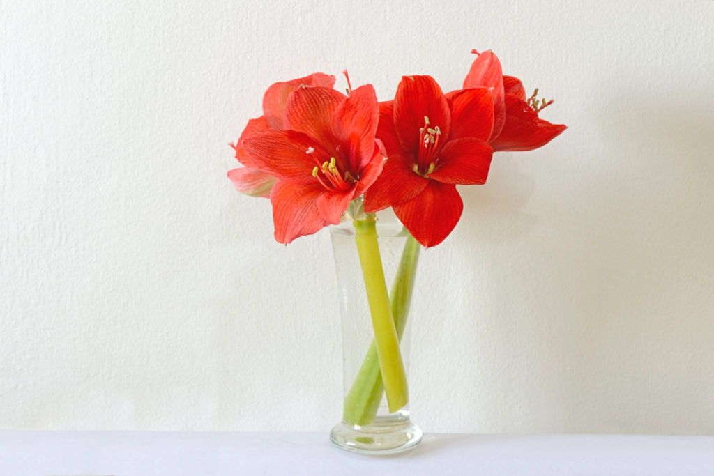Amaryllis schneiden Mit dieser Anleitung gelingt es Ihnen