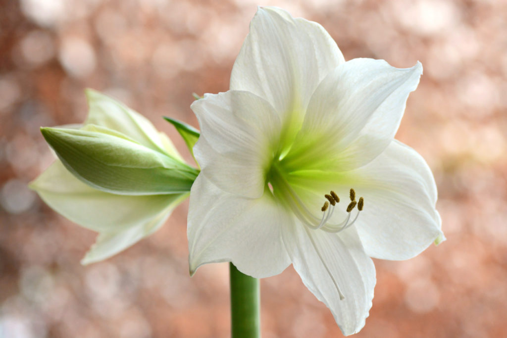 Blütezeit der Amaryllis Wann beginnt und endet diese Phase?