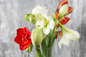 Amaryllis gießen - So versorgen Sie Ihre Pflanze optimal mit Wasser
